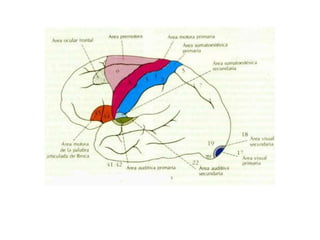 dificuldades ao nível das operações matemáticas (discalculia). Outros problemas resultantes de lesões ao nível do lobo parietal manifestam-se na ausência de reconhecimento de partes do próprio corpo (agnosia somatossensorial) ou perda de sensibilidade em áreas corporais (anestesia cortical) . 