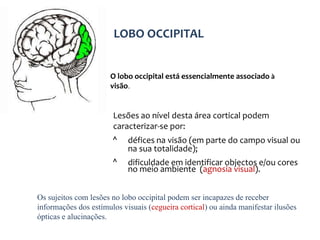 Desempenha uma importante função ao nível da formação  de memórias e está envolvido em algumas percepções visuais. 