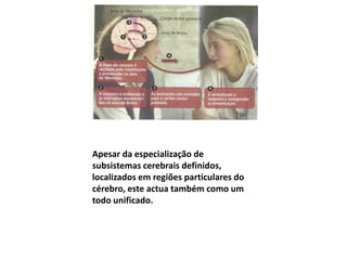 LOBO OCCIPITALO lobo occipital está essencialmente associado à visão. Lesões ao nível desta área cortical podem caracterizar-se por: défices na visão (em parte do campo visual ou na sua totalidade); 