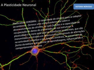 dificuldade em identificar objectos e/ou cores no meio ambiente  (agnosia visual). Os sujeitos com lesões no lobo occipital podem ser incapazes de receber informações dos estímulos visuais (cegueira cortical) ou ainda manifestar ilusões ópticas e alucinações. 