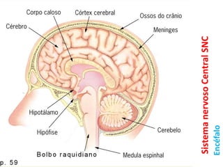 Sistema nervoso Central SNCEncéfalo 