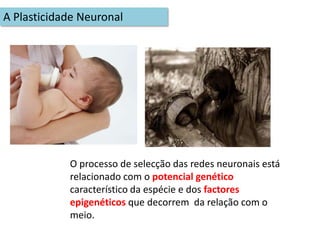 A informação que chega ao cérebro é sentida como estímulo sensorial de igual forma dos dois lados do cérebro, mas é interpretada de forma diferente em cada um dos hemisférios.Cada um dos hemisférios cerebrais é dominante para um conjunto de operações distintas.Recurso