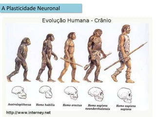 Das investigações levadas a cabo sobre as funções dos hemisférios, parece ser possível, aos psicólogos, concluir:Hemisfério direito: mais envolvido em tarefas de exploração visual e espacial, empenhando-se na percepção dos grandes conjuntos (no gestalt).Relaciona-se com o todo (“sintetizador”)