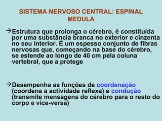 SISTEMA NERVOSO CENTRAL: ESPINAL
MEDULA
Estrutura que prolonga o cérebro, é constituída
por uma substância branca no exterior e cinzenta
no seu interior. É um espesso conjunto de fibras
nervosas que, começando na base do cérebro,
se estende ao longo de 40 cm pela coluna
vertebral, que a protege
Desempenha as funções de coordenação
(coordena a actividade reflexa) e condução
(transmite mensagens do cérebro para o resto do
corpo e vice-versa)
 