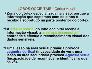 LOBOS OCCIPITAIS - Córtex visual
Zona do córtex especializada na visão, porque a
informação que captamos com os olhos é
recebida sobretudo na parte posterior do córtex.
A área sensorial do lobo occipital recebe a
informação visual; a área psicossensorial
coordena e efectua o reconhecimento visual dos
dados sensíveis.
Uma lesão na área visual primária provoca
cegueira cortical (incapacidade de ver); uma
lesão na área secundária provoca Agnosia visual
(incapacidade de reconhecer e identificar o que
se vê).
 