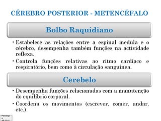 CÉREBRO POSTERIOR - METENCÉFALO

Psicologi
a

 