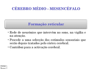 CÉREBRO MÉDIO - MESENCÉFALO

Psicologi
a

 