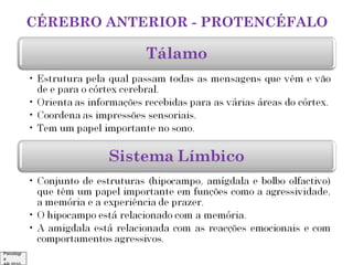CÉREBRO ANTERIOR - PROTENCÉFALO

Psicologi
a

 