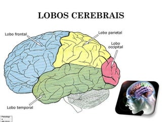LOBOS CEREBRAIS

Psicologi
a

 