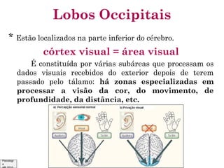 Lobos Occipitais
* Estão localizados na parte inferior do cérebro.
córtex visual = área visual
É constituída por várias subáreas que processam os
dados visuais recebidos do exterior depois de terem
passado pelo tálamo: há zonas especializadas em
processar a visão da cor, do movimento, de
profundidade, da distância, etc.

Psicologi
a

 