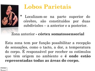 Lobos Parietais
* Localizam-se na parte superior do
cérebro, são constituídos por duas
subdivisões – a anterior e a posterior.

Zona anterior - córtex somatossensorial
Esta zona tem por função possibilitar a recepção
de sensações, como o tacto, a dor, a temperatura
do corpo. É responsável por receber os estímulos
que têm origem no ambiente e é onde estão
representadas todas as áreas do corpo.
Psicologi
a

 