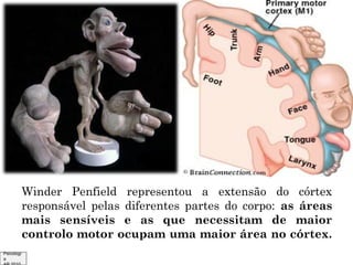 Winder Penfield representou a extensão do córtex
responsável pelas diferentes partes do corpo: as áreas
mais sensíveis e as que necessitam de maior
controlo motor ocupam uma maior área no córtex.
Psicologi
a

 