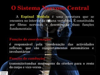 O Sistema Nervoso Central
A Espinal Medula é uma estrutura que se
encontra no interior da coluna vertebral. É constituída
por fibras nervosas e desempenha duas funções
fundamentais:

Psicologia
AR 2010

 
