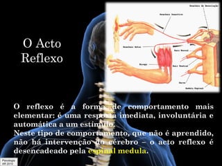 O Acto
Reflexo

O reflexo é a forma de comportamento mais
elementar: é uma resposta imediata, involuntária e
automática a um estímulo.
Neste tipo de comportamento, que não é aprendido,
não há intervenção do cérebro – o acto reflexo é
desencadeado pela espinal medula.
Psicologia
AR 2010

 
