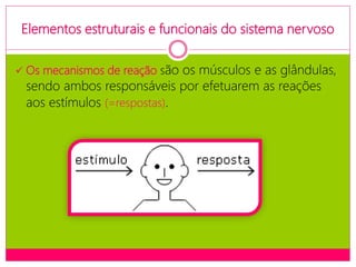 Elementos estruturais e funcionais do sistema nervoso
 Os mecanismos de reação são os músculos e as glândulas,
sendo ambos responsáveis por efetuarem as reações
aos estímulos (=respostas).
 
