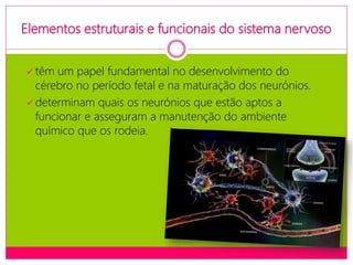 Elementos estruturais e funcionais do sistema nervoso
 têm um papel fundamental no desenvolvimento do
cérebro no período fetal e na maturação dos neurónios.
 determinam quais os neurónios que estão aptos a
funcionar e asseguram a manutenção do ambiente
químico que os rodeia.
 