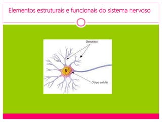 Elementos estruturais e funcionais do sistema nervoso
 
