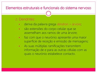 Elementos estruturais e funcionais do sistema nervoso
2. Dendrites:
 deriva da palavra grega dendron = árvore;
 são extensões do corpo celular que se
assemelham aos ramos de uma árvore;
 faz com que o neurónio apresente uma maior
superfície de receção e emissão de mensagens;
 As suas múltiplas ramificações transmitem
informação de e para as outras células com as
quais o neurónio estabelece contacto.
 