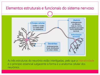 Elementos estruturais e funcionais do sistema nervoso
As três estruturas do neurónio estão interligadas, pelo que a interatividade
é o principio essencial subjacente à forma e a anatomia celular dos
neurónios.
 