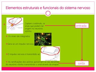 Elementos estruturais e funcionais do sistema nervoso
Captam o estímulo, os
sinais que podem ter
origem no neurónio
vizinho;
entrada
saída

 Os sinais são integrados;
Gera-se um impulso nervoso;
O impulso nervoso é transmitido ao
 As ramificações dos axónios aproximam-se das dendrites
do neurónio vizinho transmitindo o sinal através da sinapse.
 