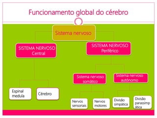 Funcionamento global do cérebro
Sistema nervoso
SISTEMA NERVOSO
Periférico
SISTEMA NERVOSO
Central
Cérebro
Espinal
medula
Sistema nervoso
somático
Sistema nervoso
autónomo
Nervos
sensoriais
Nervos
motores
Divisão
simpática
Divisão
parassimp
ática
 