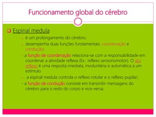 Funcionamento global do cérebro
 Espinal medula
o é um prolongamento do cérebro;
o desempenha duas funções fundamentais: coordenação e
condução:
- a função de coordenação relaciona-se com a responsabilidade em
coordenar a atividade reflexa (Ex.: reflexo sensoriomotor). O ato
reflexo é uma resposta imediata, involuntária e automática a um
estímulo.
o a espinal medula controla o reflexo rotular e o reflexo pupilar;
- a função de condução consiste em transmitir mensagens do
cérebro para o resto do corpo e vice-versa.
 
