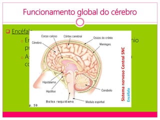 Funcionamento global do cérebro
 Encéfalo
o Encontra-se localizado no interior do crânio
protegido pelas meninges;
o As suas estruturas asseguram unidade ao
comportamento humano;
 