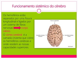 Funcionamento sistémico do cérebro
Os hemisférios estão
separados por uma fissura
longitudinal e ligados por
um sistema de fibras
nervosas corpo
caloso.
O córtex cerebral é a
camada cinzenta que cobre
os hemisférios cerebrais e
onde residem as nossas
capacidades superiores.
 