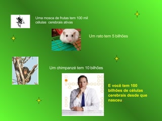 Uma mosca de frutas tem 100 mil células  cerebrais ativas . Um rato tem 5 bilhões Um chimpanzé tem 10 bilhões E você tem 100 bilhões de células cerebrais desde que nasceu . 