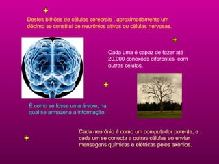 Destes bilhões de células cerebrais , aproximadamente um décimo se constitui de neurônios ativos ou células nervosas. Cada uma é capaz de fazer até 20.000 conexões diferentes  com outras células. É como se fosse uma árvore, na qual se armazena a informação. Cada neurônio é como um  computador potente , e cada um se conecta a outras células ao enviar mensagens químicas e elétricas pelos  axônio s. 