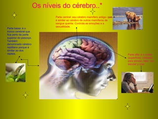 Os níveis do cérebro..* Parte baixa: é o tronco cerebral que fica perto da parte superior do pescoço. Também denominado cérebro reptiliano porque é similar ao dos repteis. Parte central: seu cérebro mamífero antigo- que é similar ao cérebro de outros mamíferos de sangue quente. Controla as emoções e a sexualidade. Parte alta: é o córtex (superfície). Utilizado para pensar, falar, ver, escutar y criar. 