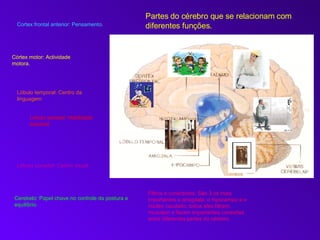 Cortex frontal anterior: Pensamento. Córtex motor: Actividade motora. Lóbulo temporal: Centro da linguagem Lóbulo parietal: Habilidade espacial Lóbulo occipital: Centro visual. Cerebelo: Papel chave no controle da postura e  equilíbrio. Filtros e conectores: São 3 os mais importantes a amígdala, o hipocampo e o núcleo caudado; todos eles filtram, modulam e fazem importantes conexões entre diferentes partes do cérebro. Partes do cérebro que se relacionam com diferentes funções. 