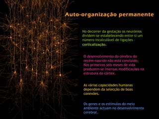 Auto-organização permanente No decorrer da gestação os neurónios dividem-se estabelecendo entre si um número incalculável de ligações –  corticalização . O desenvolvimento do cérebro do recém-nascido não está concluído. Nos primeiros seis meses de vida produzem-se imensas modificações na estrutura do córtex. As várias capacidades humanas dependem da selecção de boas conexões.  Os genes e os estímulos do meio ambiente actuam no desenvolvimento cerebral. 