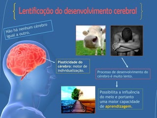 Lentificação do desenvolvimento cerebral Processo de desenvolvimento do cérebro é muito lento.   Possibilita a influência do meio e portanto uma maior capacidade de  aprendizagem . Não há nenhum cérebro igual a outro. Plasticidade do cérebro : motor de individualização. 