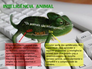 INTELIGÊNCIA  ANIMAL “ Os animais são inteligentes?” NÃO SIM TALVEZ O comportamento animal rege-se por instintos inatos e reflexos aprendidos: comportamentos aparentemente inteligentes mais não são do que respostas mecânicas a estímulos com origem nos meios externos e interno. A maior parte dos vertebrados têm capacidade para aprender e resolver problemas: a inteligência animal está relacionada com o desenvolvimento do sistema nervoso central, particularmente o tamanho e a complexidade do cérebro. 