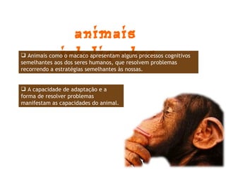 ANIMAIS  INTELIGENTES Animais como o macaco apresentam alguns processos cognitivos semelhantes aos dos seres humanos, que resolvem problemas recorrendo a estratégias semelhantes às nossas.  A capacidade de adaptação e a forma de resolver problemas manifestam as capacidades do animal. 