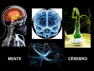 MENTE   CÉREBRO
 