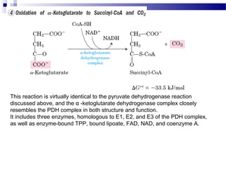 This reaction is virtually identical to the pyruvate dehydrogenase reaction
discussed above, and the α -ketoglutarate dehydrogenase complex closely
resembles the PDH complex in both structure and function.
It includes three enzymes, homologous to E1, E2, and E3 of the PDH complex,
as well as enzyme-bound TPP, bound lipoate, FAD, NAD, and coenzyme A.

 