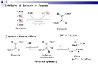 fumarate hydratase

 