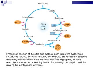 Products of one turn of the citric acid cycle. At each turn of the cycle, three
NADH, one FADH2, one GTP (or ATP), and two CO2 are released in oxidative
decarboxylation reactions. Here and in several following figures, all cycle
reactions are shown as proceeding in one direction only, but keep in mind that
most of the reactions are reversible

 