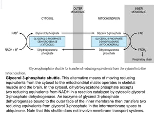 Glycerol 3-phosphate shuttle. This alternative means of moving reducing
equivalents from the cytosol to the mitochondrial matrix operates in skeletal
muscle and the brain. In the cytosol, dihydroxyacetone phosphate accepts
two reducing equivalents from NADH in a reaction catalyzed by cytosolic glycerol
3-phosphate dehydrogenase. An isozyme of glycerol 3-phosphate
dehydrogenase bound to the outer face of the inner membrane then transfers two
reducing equivalents from glycerol 3-phosphate in the intermembrane space to
ubiquinone. Note that this shuttle does not involve membrane transport systems.

 