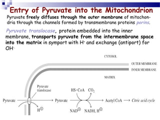 Entry of Pyruvate into the Mitochondrion

Pyruvate freely diffuses through the outer membrane of mitochondria through the channels formed by transmembrane proteins porins.

Pyruvate translocase, protein embedded into the inner
membrane, transports pyruvate from the intermembrane space
into the matrix in symport with H+ and exchange (antiport) for
OH-.

 