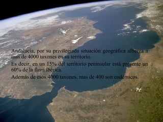 Andalucía, por su privilegiada situación geográfica alberga a
mas de 4000 taxones en su“MUNDO” MEDITERRÁNEO
 ANDALUCÍA Y EL territorio.
Es decir, en un 15% del territorio peninsular está presente un
60% de la flora ibérica.
Además de esos 4000 taxones, mas de 400 son endémicos.
 