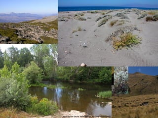 FLORA Y VEGETACIÓN (especies y comunidades)

 1. HERBÁCEAS.
 2. ARBUSTIVAS.
 3. ARBÓREAS.
 4. ALTA MONTAÑA.
 5. RIBERA.
 6. ACUÁTICAS.
 7. LITORAL
 