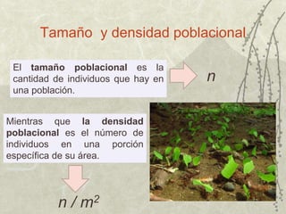 Tamaño y densidad poblacional
El tamaño poblacional es la
cantidad de individuos que hay en
una población.
n
n / m2
Mientras que la densidad
poblacional es el número de
individuos en una porción
específica de su área.
 