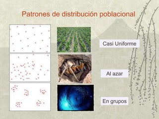 Patrones de distribución poblacional
Casi Uniforme
Al azar
En grupos
 