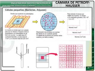 23
CÁMARA DE PETROFF-
HAUSSER
Células pequeñas (Bacterias, Arqueas)
 