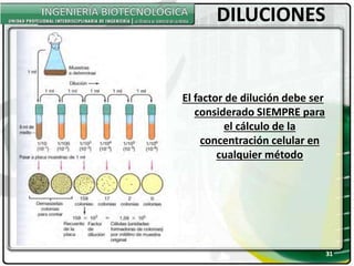 31
31
DILUCIONES
El factor de dilución debe ser
considerado SIEMPRE para
el cálculo de la
concentración celular en
cualquier método
 