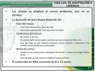 FASE LAG: DE ADAPTACIÓN O
LATENCIA.
• Las células se adaptan al nuevo ambiente, aún no se
dividen.
• La duración de esta etapa depende de:
– Edad del inóculo.
• Viejo (fase estacionaria). Fase lag larga.
• Joven (fase exponencial). Fase lag corta o no existe.
– Condiciones del inóculo.
• De cultivo: T, pH, etc.
• De posible daño: preservación, contacto con una compuesto tóxico, etc.
• Fase lag larga, ya que requiere sintetizar nuevas enzimas y adaptarse a los
cambios de las condiciones ambientales.
– Medio de cultivo.
• Cambio en los componentes principales (fuente de C, fuente de energía, fuente
de N).
• Fase lag larga, ya que requiere sintetizar nuevas enzimas.
• El contenido en RNA aumenta de 8 a 12 veces.
8
 