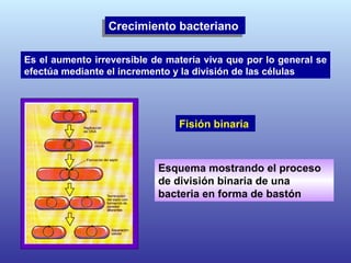 Crecimiento bacteriano  Fisión binaria  Esquema mostrando el proceso de división binaria de una bacteria en forma de bastón   Es el aumento irreversible de materia viva que por lo general se efectúa mediante el incremento y la división de las células   